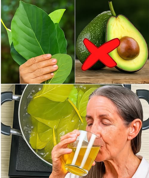 The Secret Power of Avocado Leaves: 10 Proven Benefits You Can’t Afford to Ignore