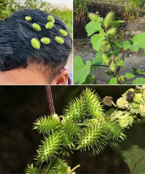 The Hidden Power of Xanthium strumarium (Cocklebur): What You Must Know Now